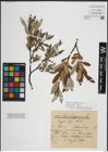 Foto von Salix lapponum L.